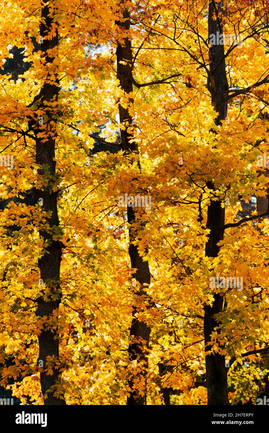 Autumn colors of golden yellow maple trees and changing leaves Stock Photo