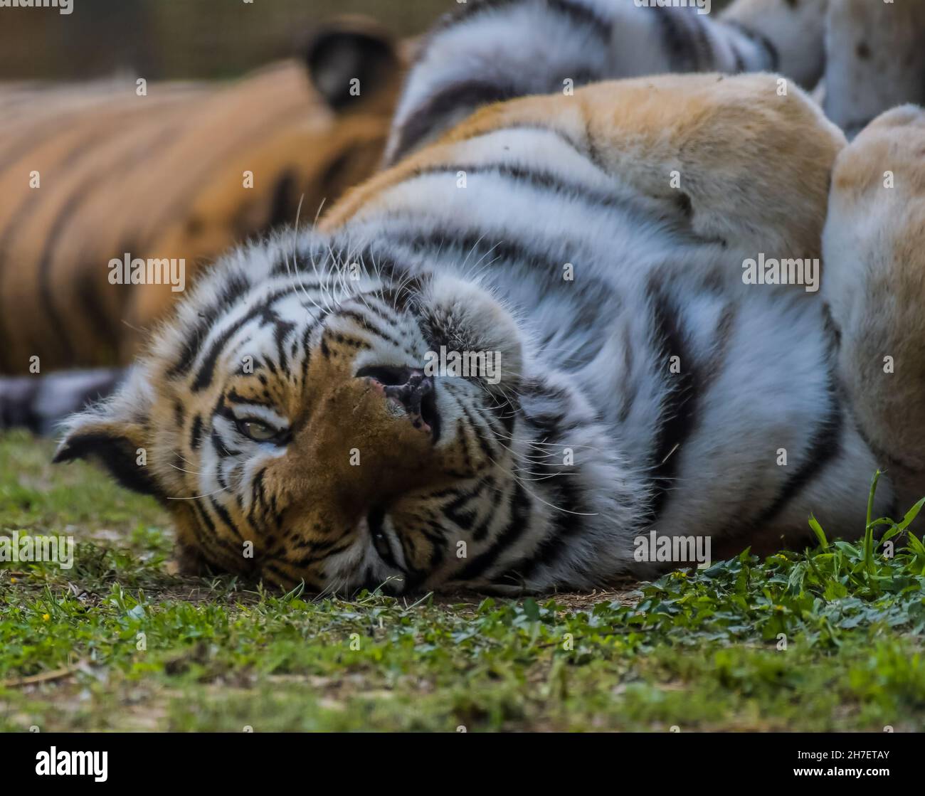 Royal Bengal Tiger sleeping and relaxing in a zoo in Africa Stock Photo ...