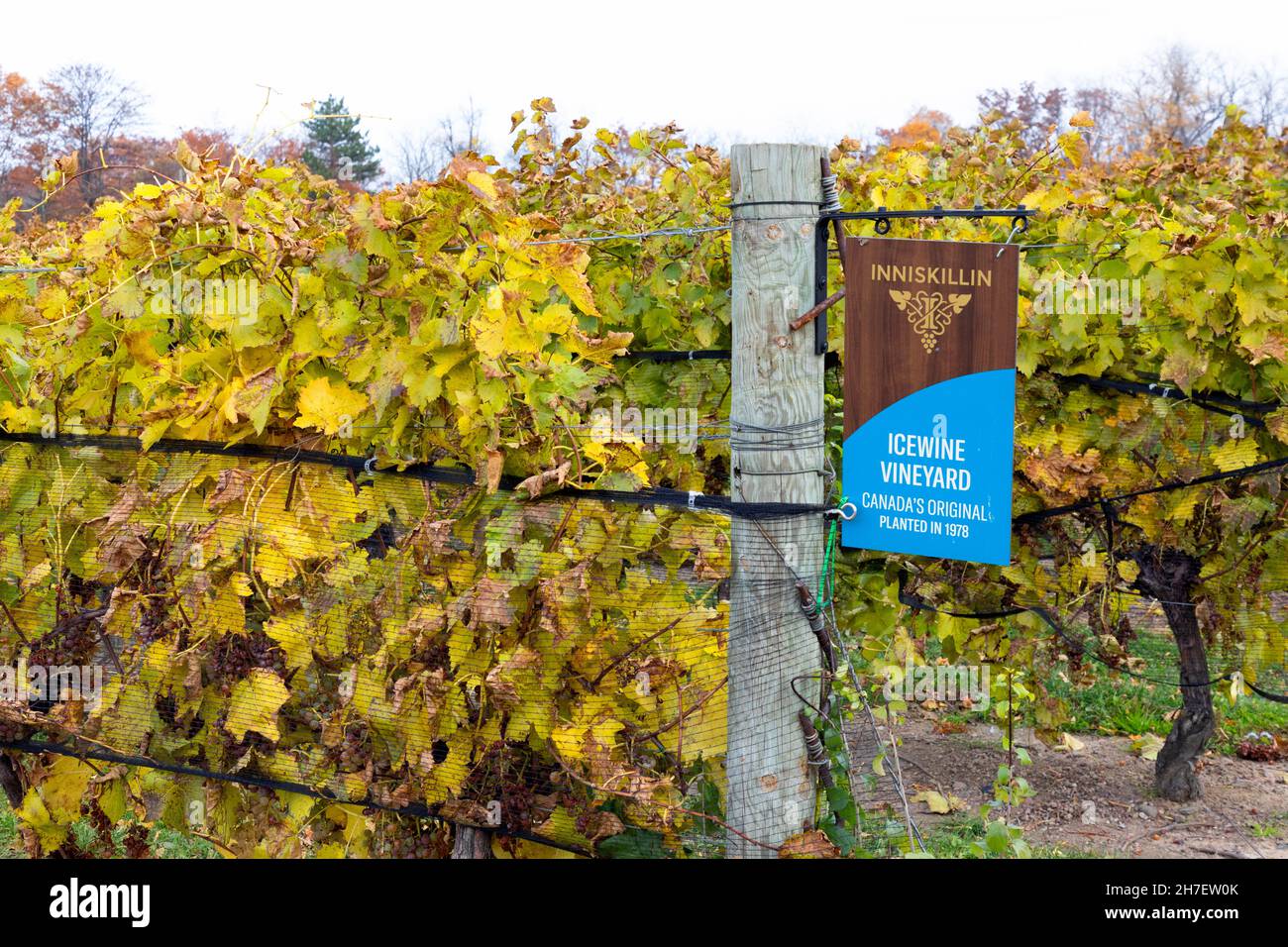 Late harvest Vidal grapes with netting for ice wine. Niagara Falls