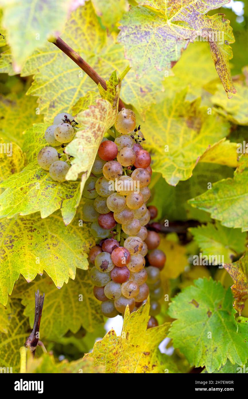 Late harvest Vidal grapes for ice wine Niagara Falls Ontario Canada