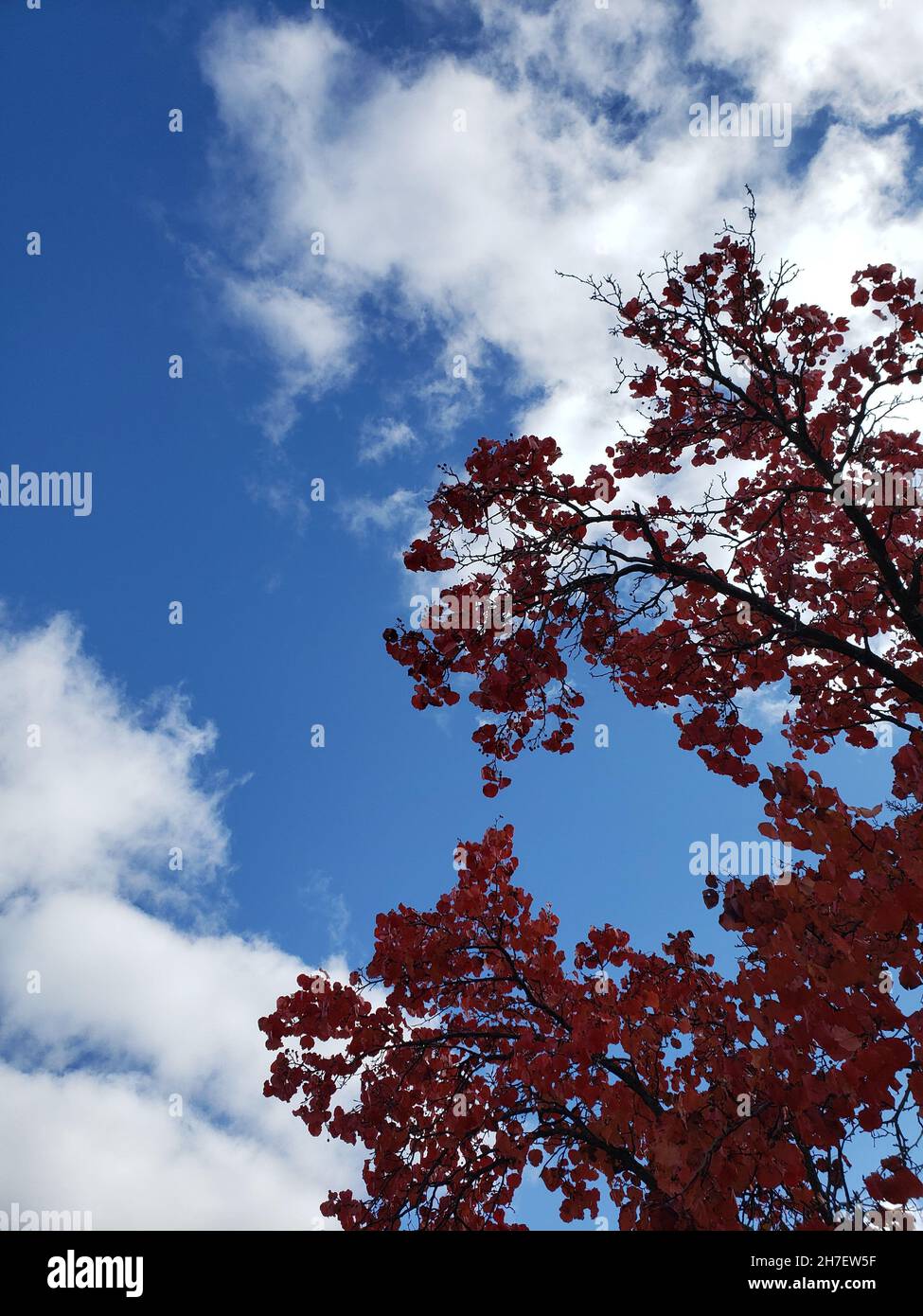 Tree in Autumn with Red Leaves Against a Brilliant Blue Sky Stock Photo ...