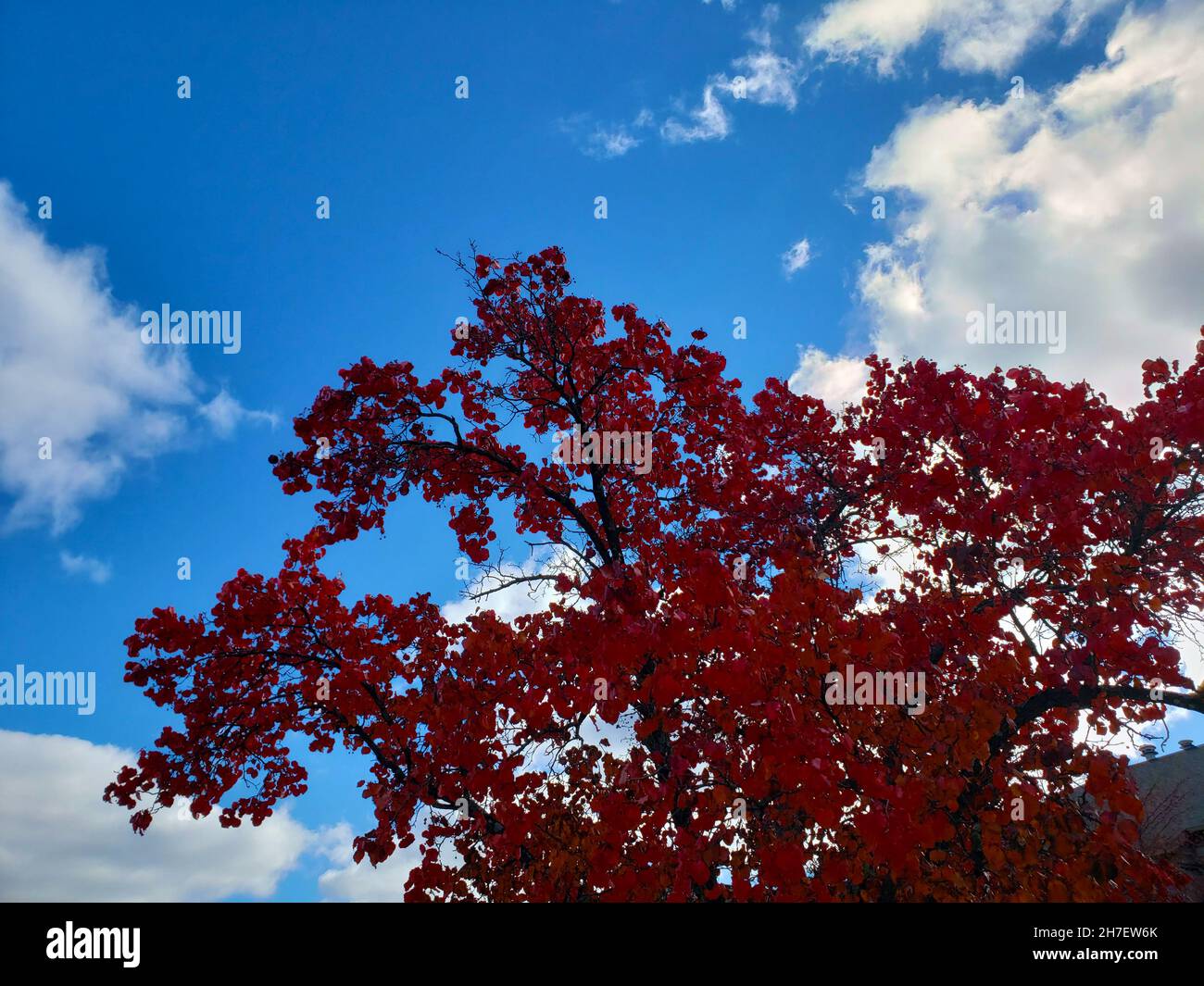 Tree in Autumn with Red Leaves Against a Brilliant Blue Sky Stock Photo ...