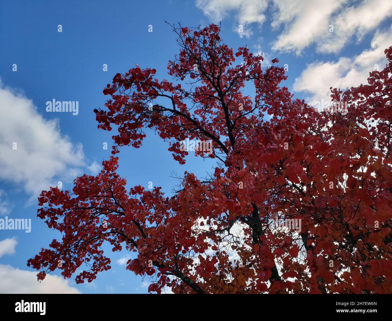 Tree in Autumn with Red Leaves Against a Brilliant Blue Sky Stock Photo ...