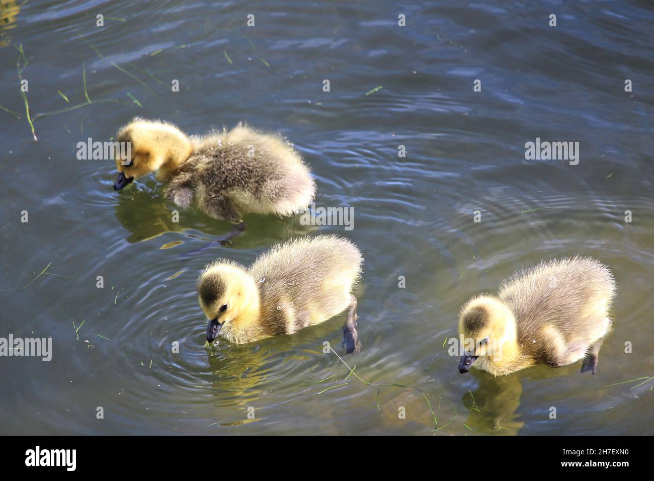 Three little Canada Geese goslings swim in water Stock Photo