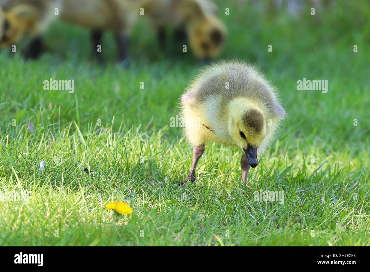 A Canada Geese gosling eats grass with others goslings Stock Photo