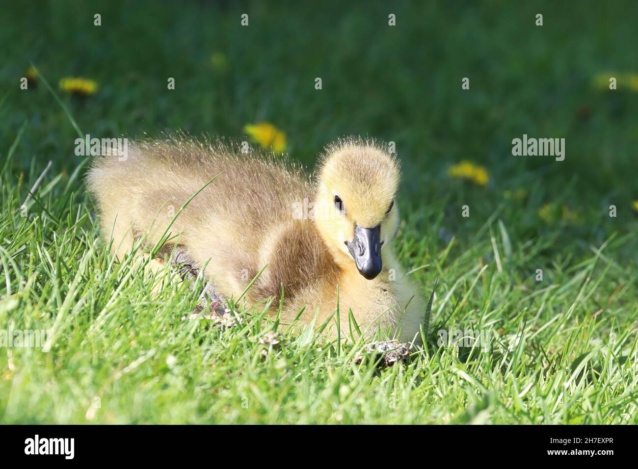 Closeup of a Canada Goose Gosling sitting in the grass Stock Photo