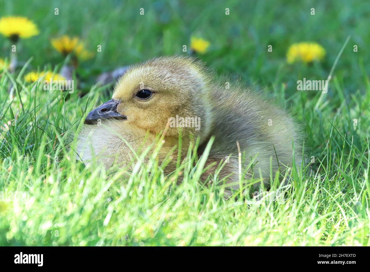 Closeup of a Canada Goose Gosling sitting in the grass Stock Photo