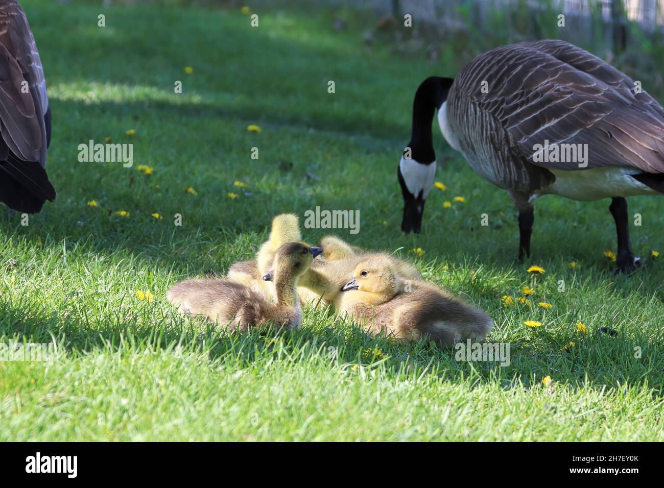 Canada Geese protect a creche of goslings Stock Photo