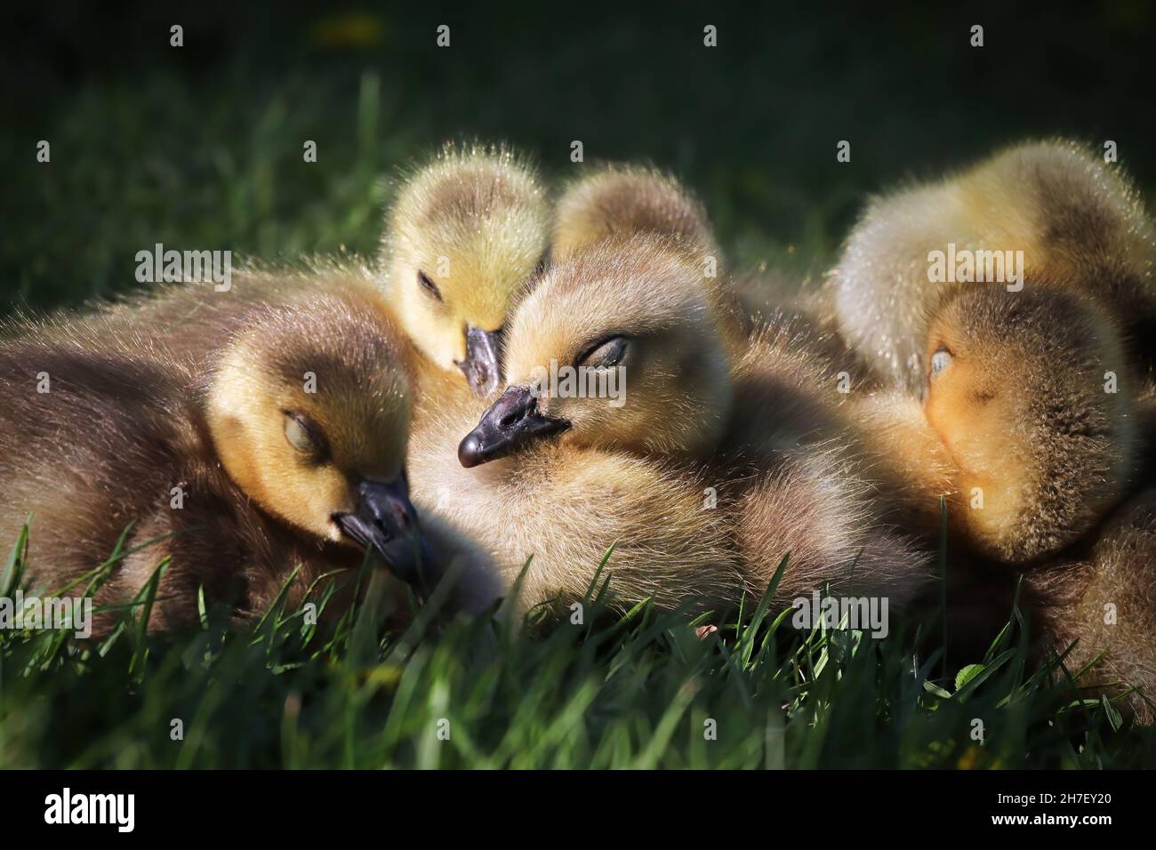 A group of Canada Geese Goslings sleep in a bunch Stock Photo