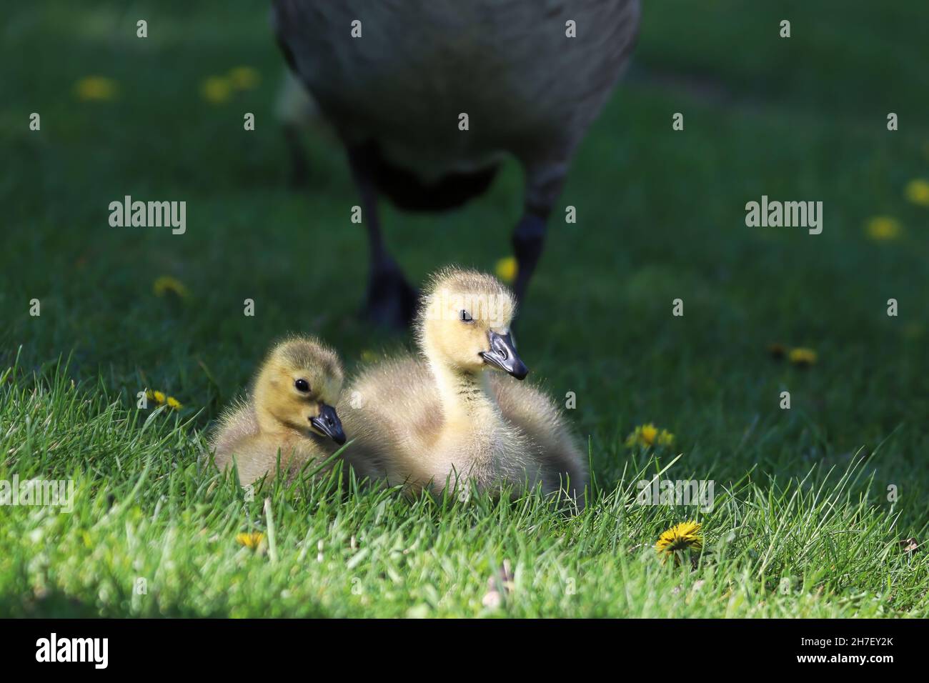 Two Canada Geese Goslings sit while an adult protects Stock Photo