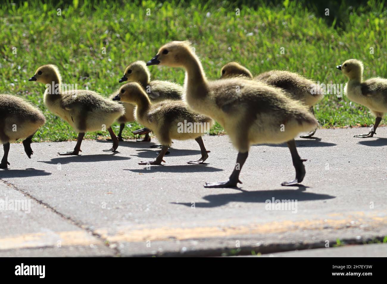 A group of Canada Geese Goslings walk down the sidewalk Stock Photo