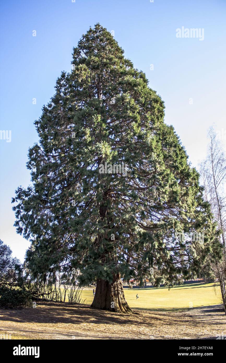 Vertical of the tall evergreen tree o Stock Photo Alamy