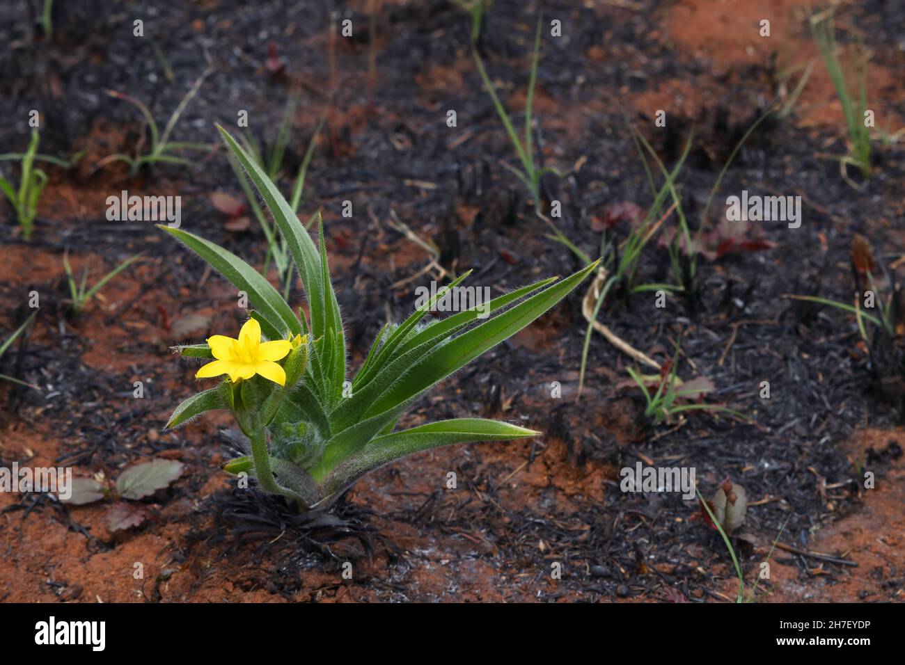 Blooming Yellow Star Flower With Burnt Grass (Hypoxis hemerocallidea) Stock Photo