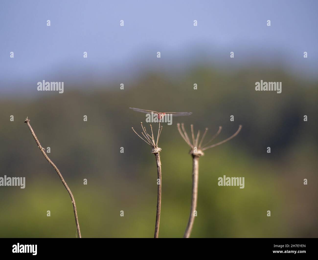 Selective focus shot of a dragonfly sitting on a branch Stock Photo - Alamy