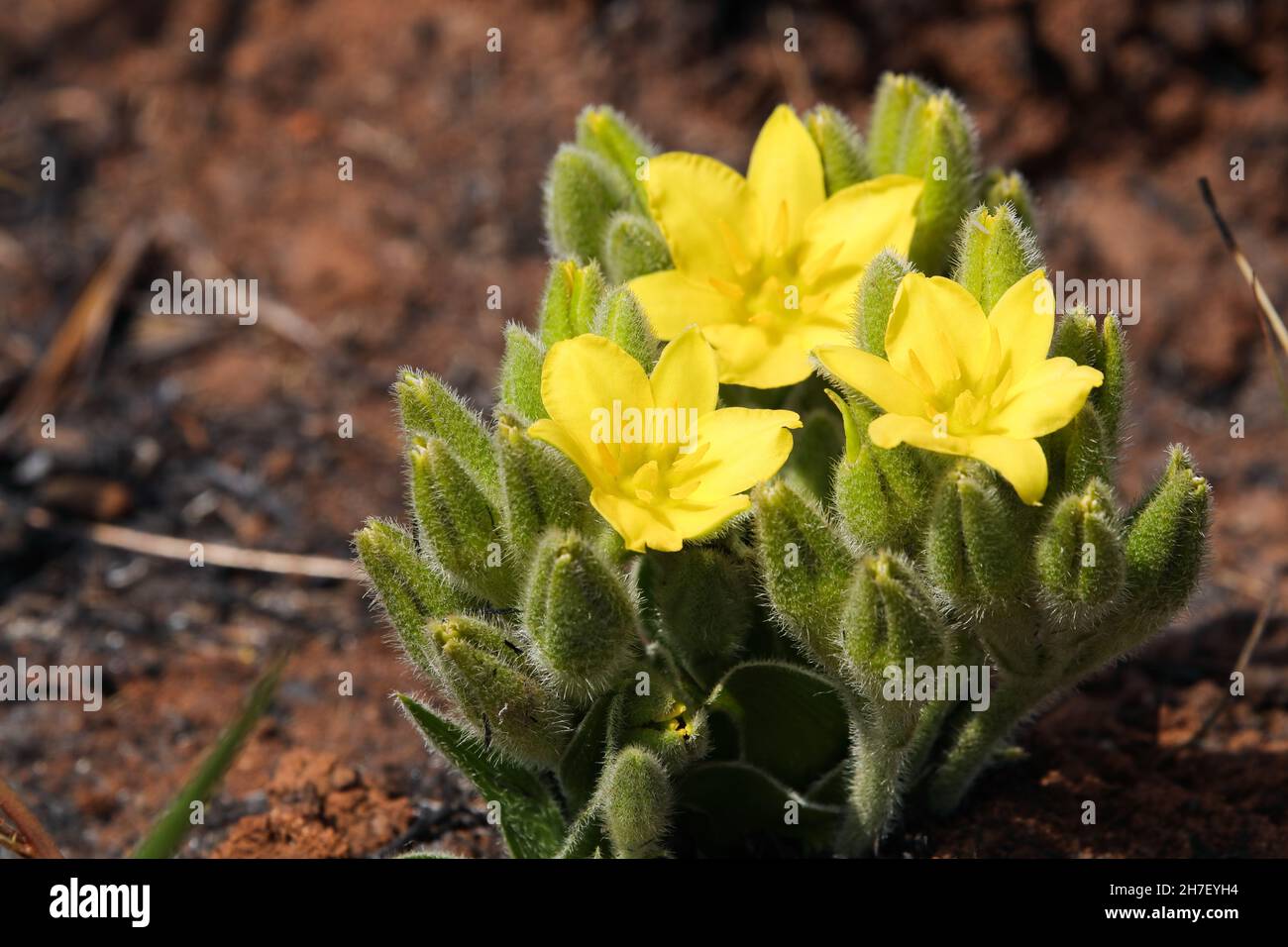Yellow Star Plant Flower Blossoms (Hypoxis hemerocallidea) Stock Photo