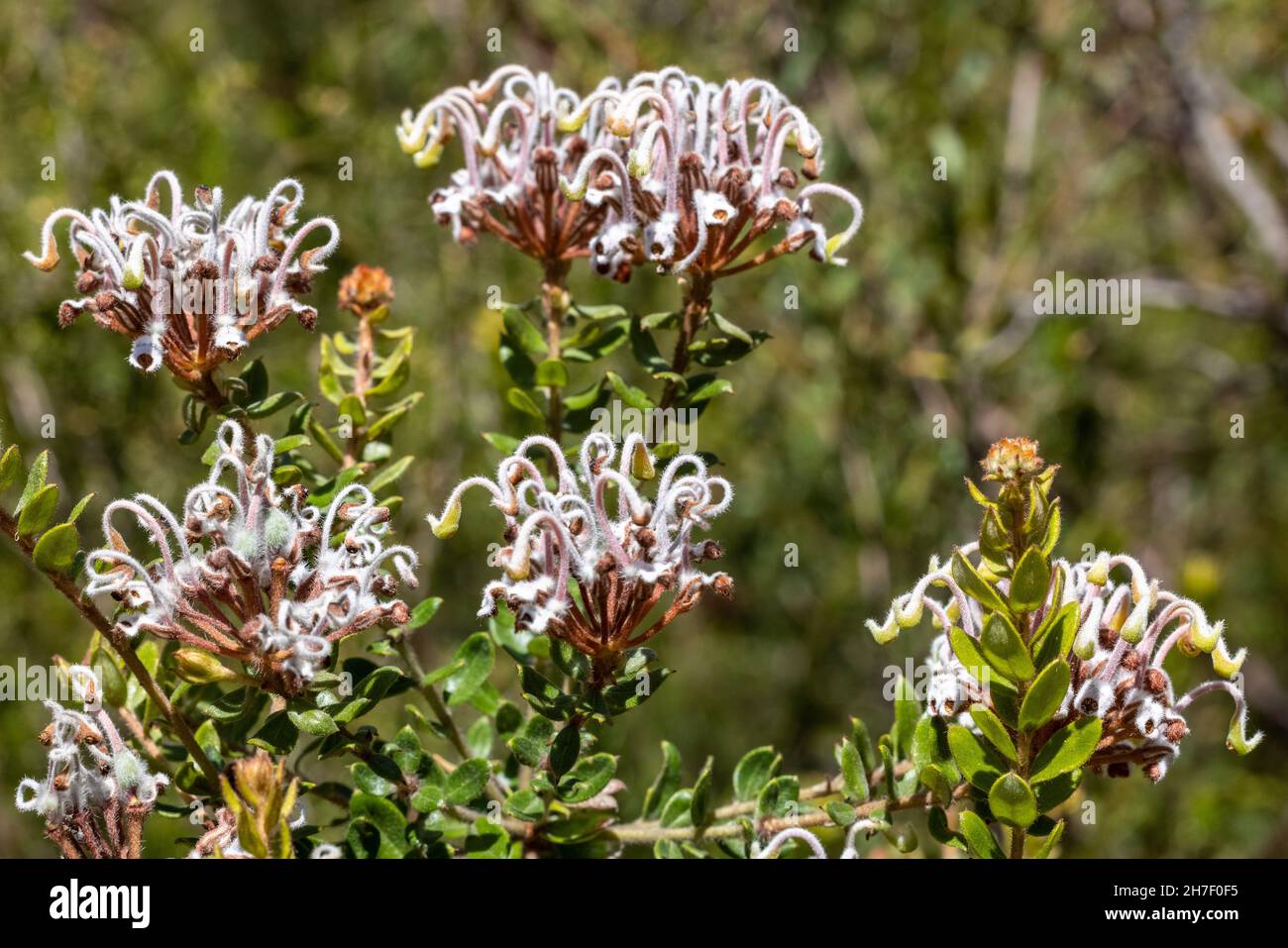 Australian native Grey Spider Flower Stock Photo