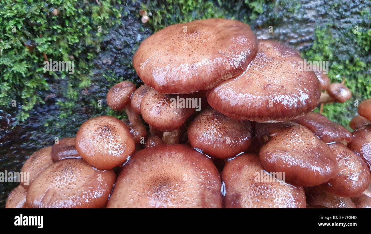 Mushrooms in rain Stock Photo