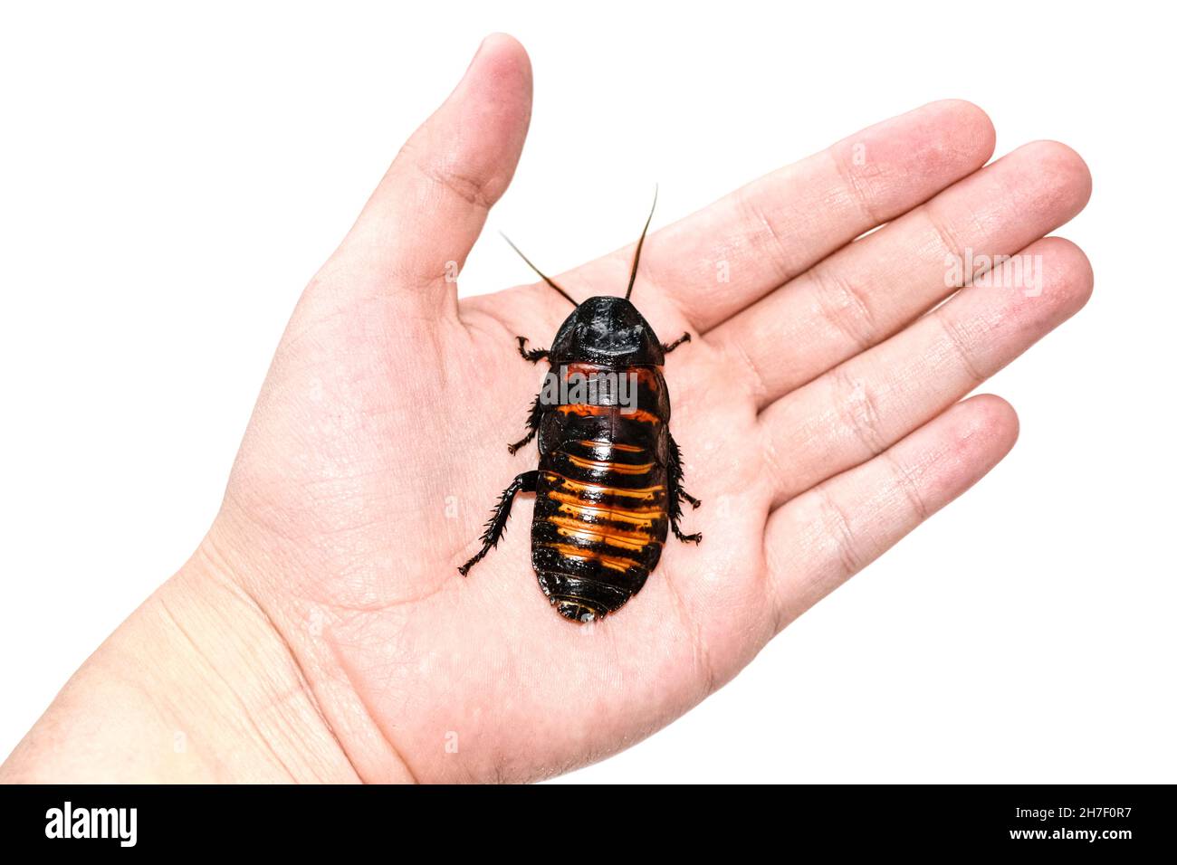 Huge Madagascar Hissing Cockroach crawls on human hand Stock Photo Alamy