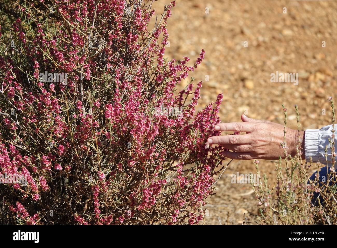 Hands of a Caucasian woman in her 50s touching  pink wildflowers (Salsola oppositifolia) in the countryside near the Granada town of Guadix (Spain) Stock Photo