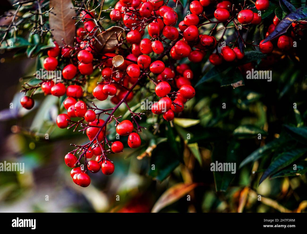 Red berries ripe and ready in November Stock Photo