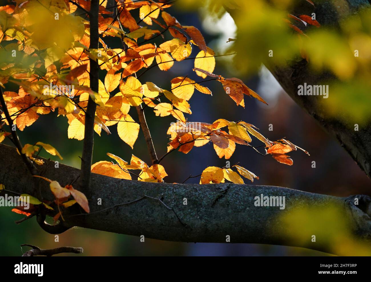 Autumn colors in the garden Stock Photo