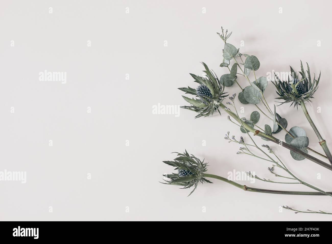 Green Eucalyptus leaves, branches. Blue limonium and Eryngium thistle, sea holly plants isolated on white table background. Decorative floral Stock Photo