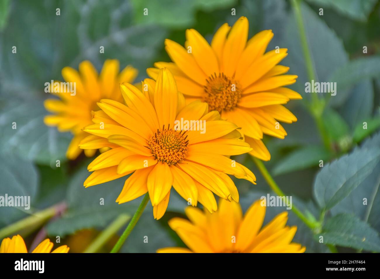 Sonnenblume, Stauden-Sonnenblume, Staudensonnenblume, Sommer, blühen, leuchten, strahlen, Blume, Blumen, Blüte, Blütenkranz, gelb, Hüllblätter, Zungen Stock Photo