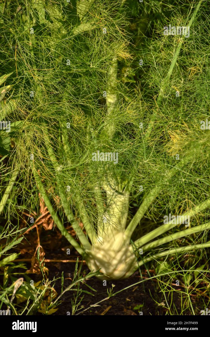 Fenchel, Doldenblütler, Gemüse, Gemüsepflanze, Pflanze, Heilpflanze, Gewürz, Gewürzpflanze, Arznei, Arzneipflanze, Wilder Fenchel, Bitterfenchel, Gewü Stock Photo