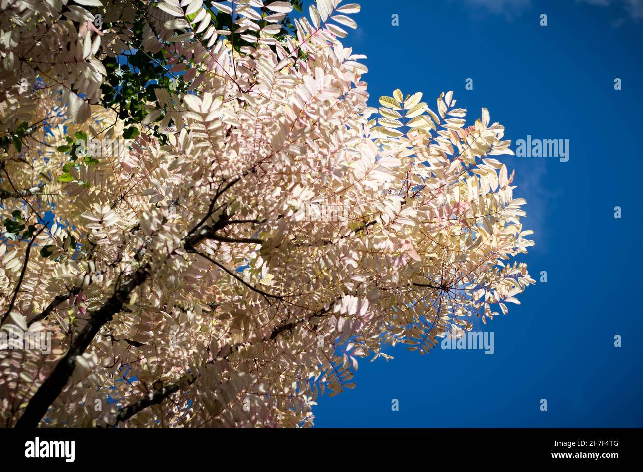 Native New Zealand Trees Dingle Dell Reserve Stock Photo Alamy