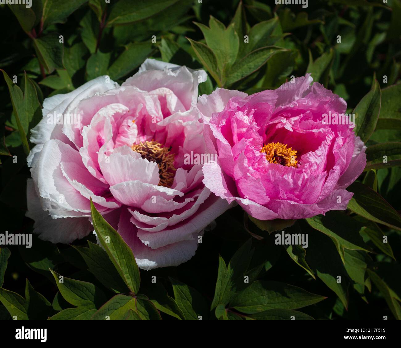 Pink peonies growing in the garden Stock Photo - Alamy