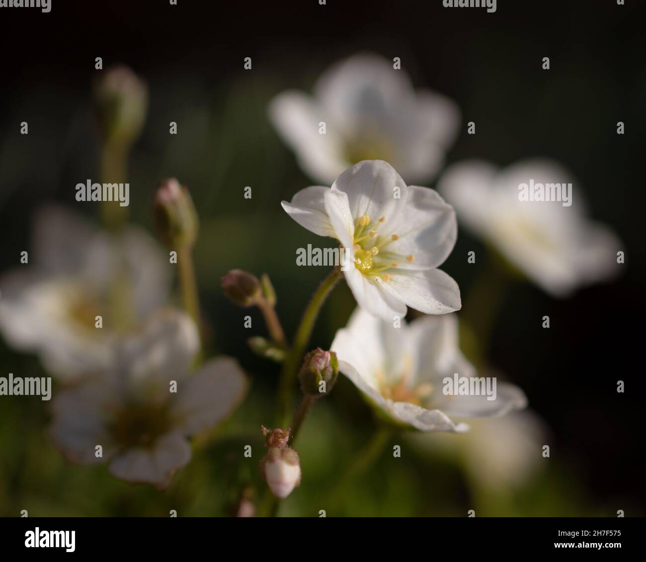 Shallow focus shot of Irish saxifrage flowers blooming in the garden Stock Photo
