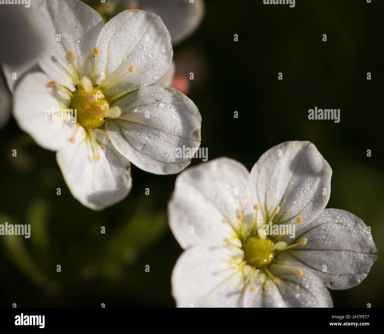 Closeup of Irish saxifrage flowers in the blurred background Stock Photo