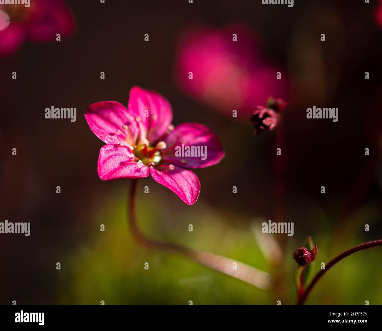 Purple Irish saxifrage flower in the blurred background Stock Photo