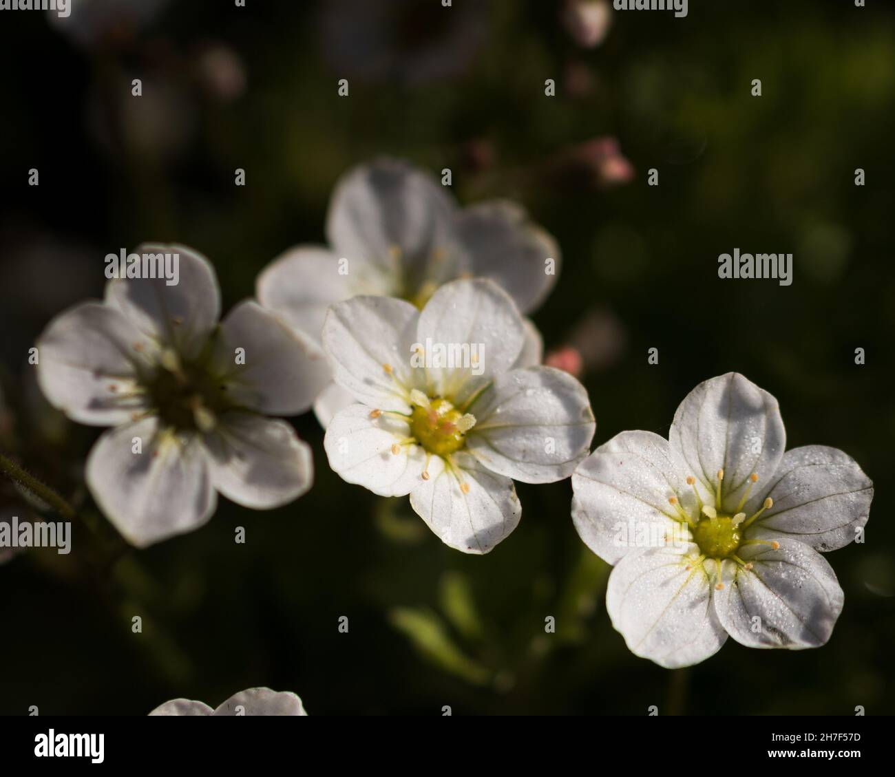 Closeup of Saxifraga rosacea flowers blooming in the garden Stock Photo