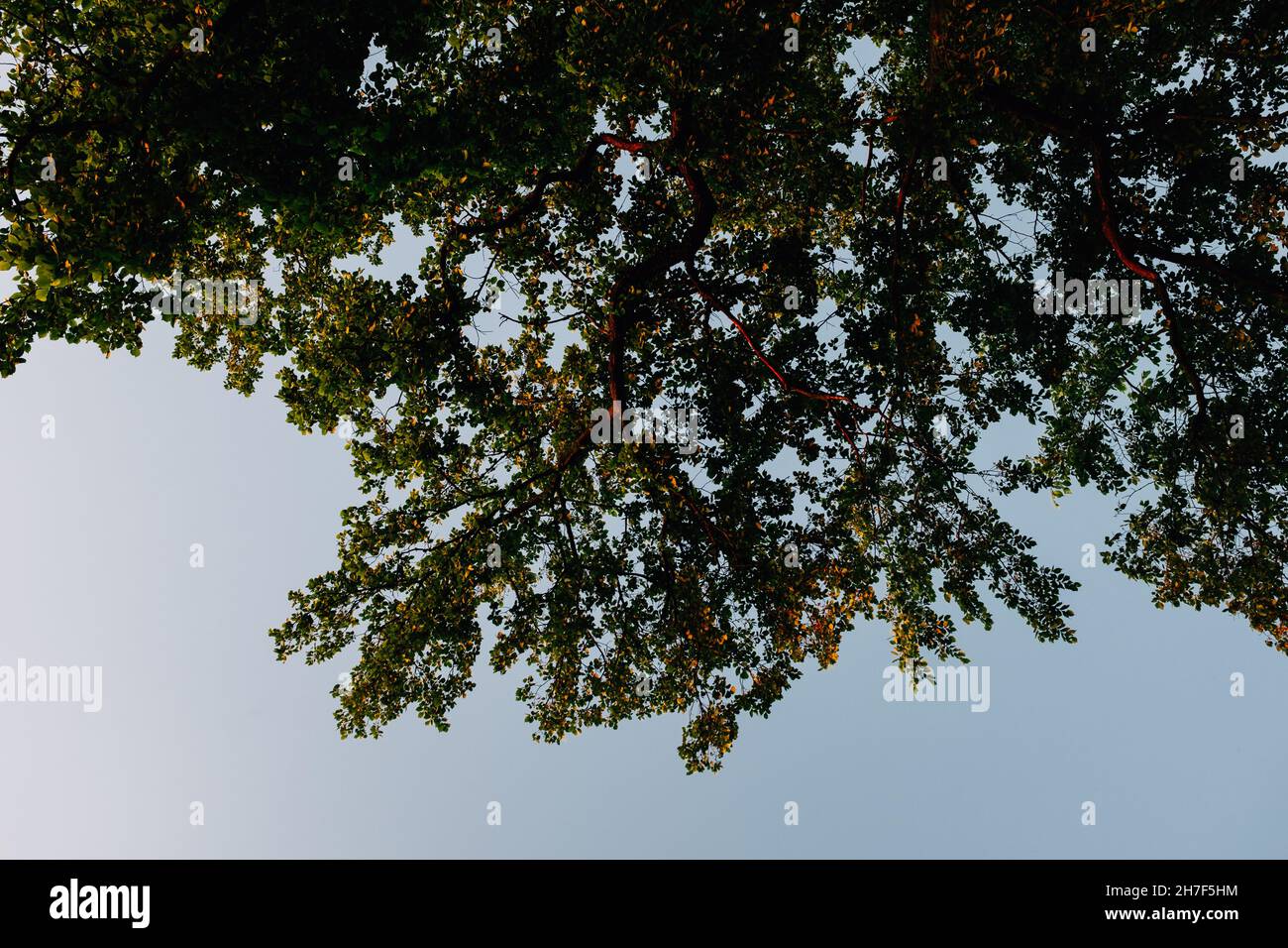Low angle view of tree branches under the blue sky Stock Photo - Alamy