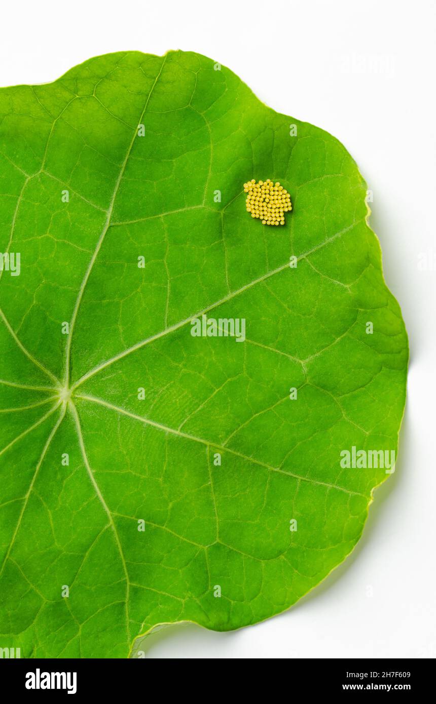 Small cabbage white butterfly eggs on a nasturtium leaf. Yellowish eggs of Pieris rapae, also known as small white or cabbage butterfly. Stock Photo