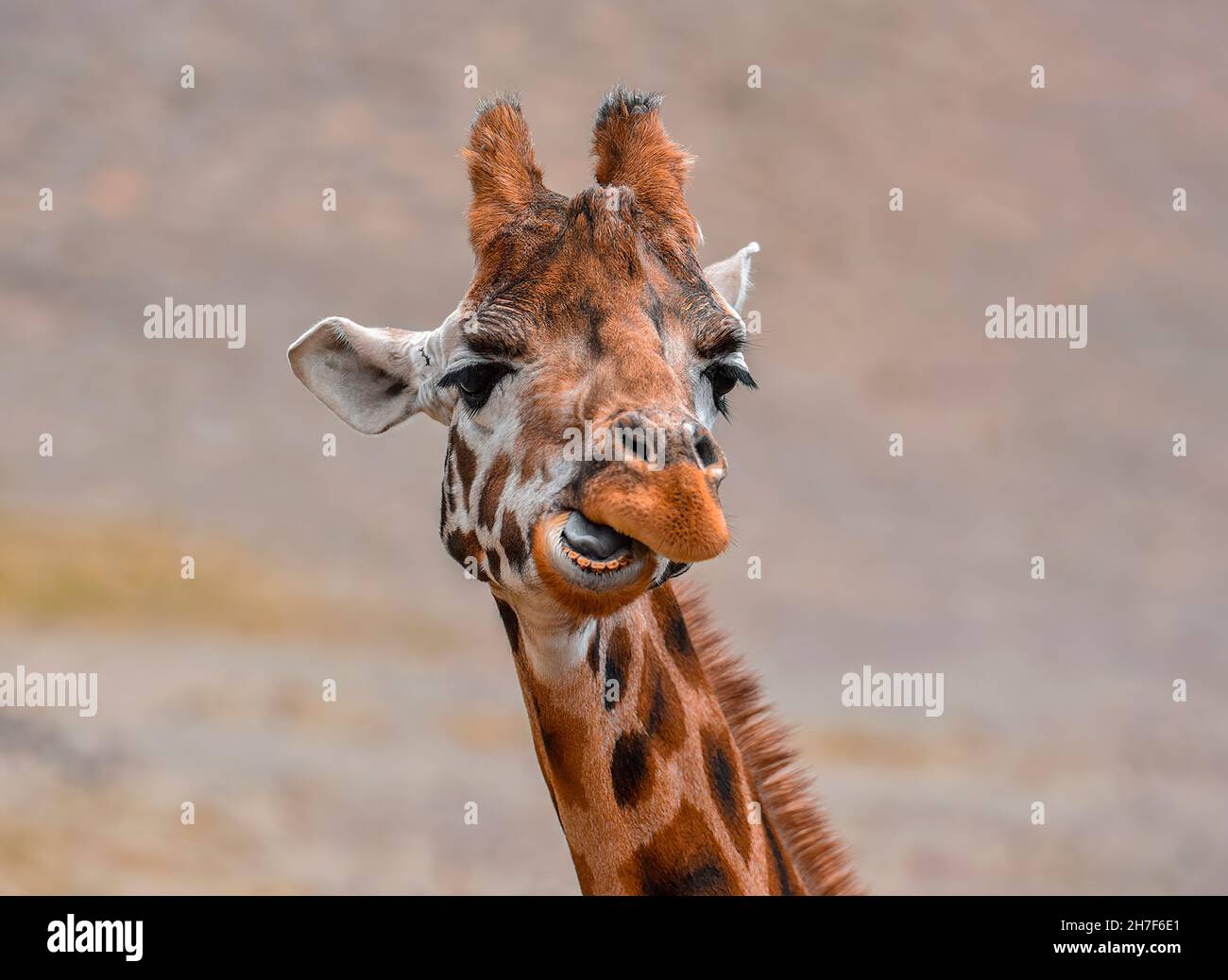Giraffe heads. They laugh, they chew their food. Closeup. The giraffe