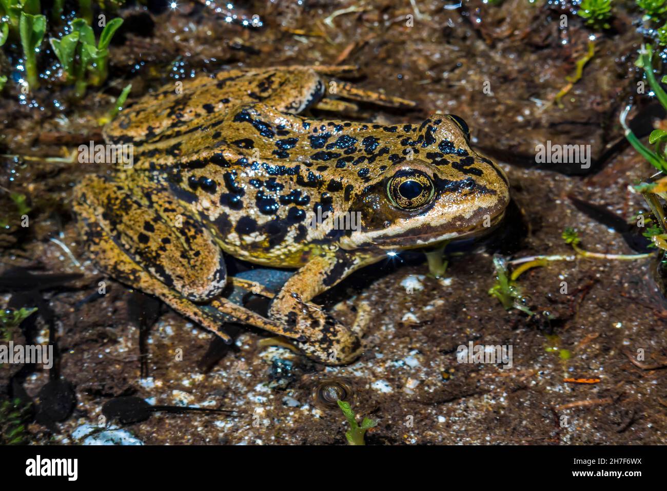 Cascades Frog and its tadpoles in creek along the Pacific Crest Trail, Mount Baker-Snoqualmie National Forest, Washington State, USA Stock Photo