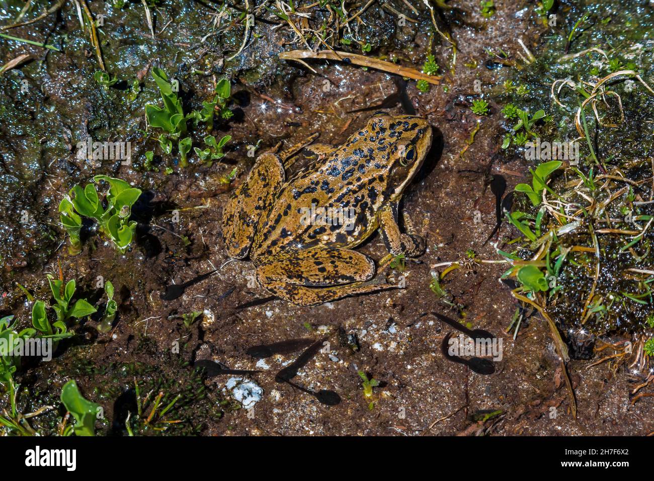 Cascades Frog and its tadpoles in creek along the Pacific Crest Trail, Mount Baker-Snoqualmie National Forest, Washington State, USA Stock Photo
