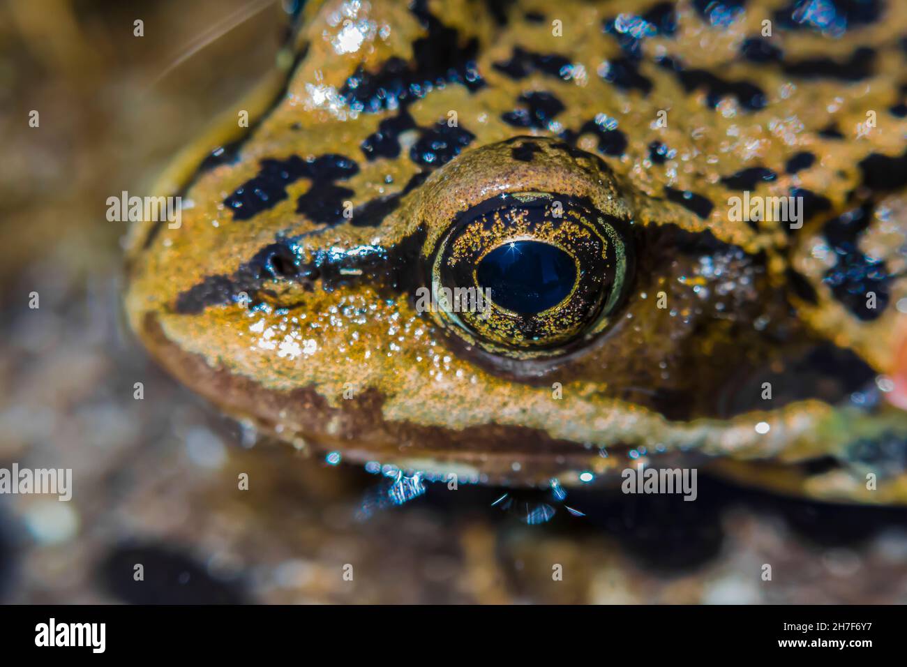 Cascades Frog in creek along the Pacific Crest Trail, Mount Baker-Snoqualmie National Forest, Washington State, USA Stock Photo