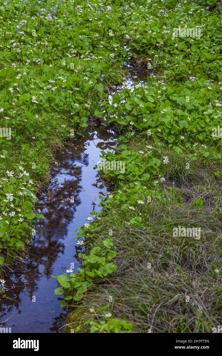 Broad-leaved Marsh-Marigold, Caltha biflora, in a wet meadow near Trap Lake, Mount Baker-Snoqualmie National Forest, Washington State, USA Stock Photo