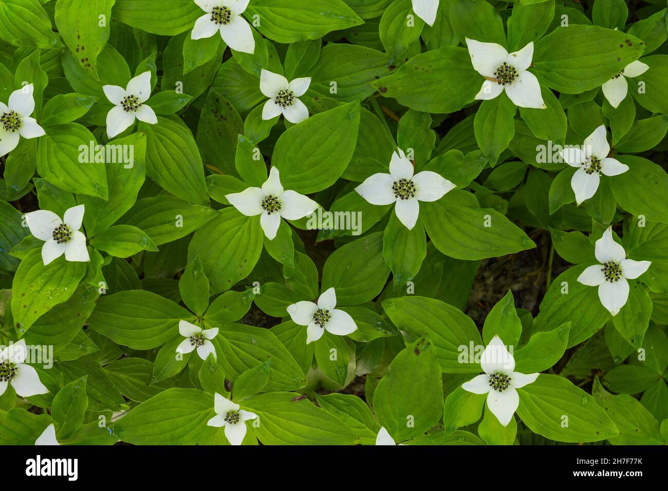 Western Bunchberry, Cornus unalaschkensis, in Mount Baker-Snoqualmie National Forest, Washington State, USA Stock Photo