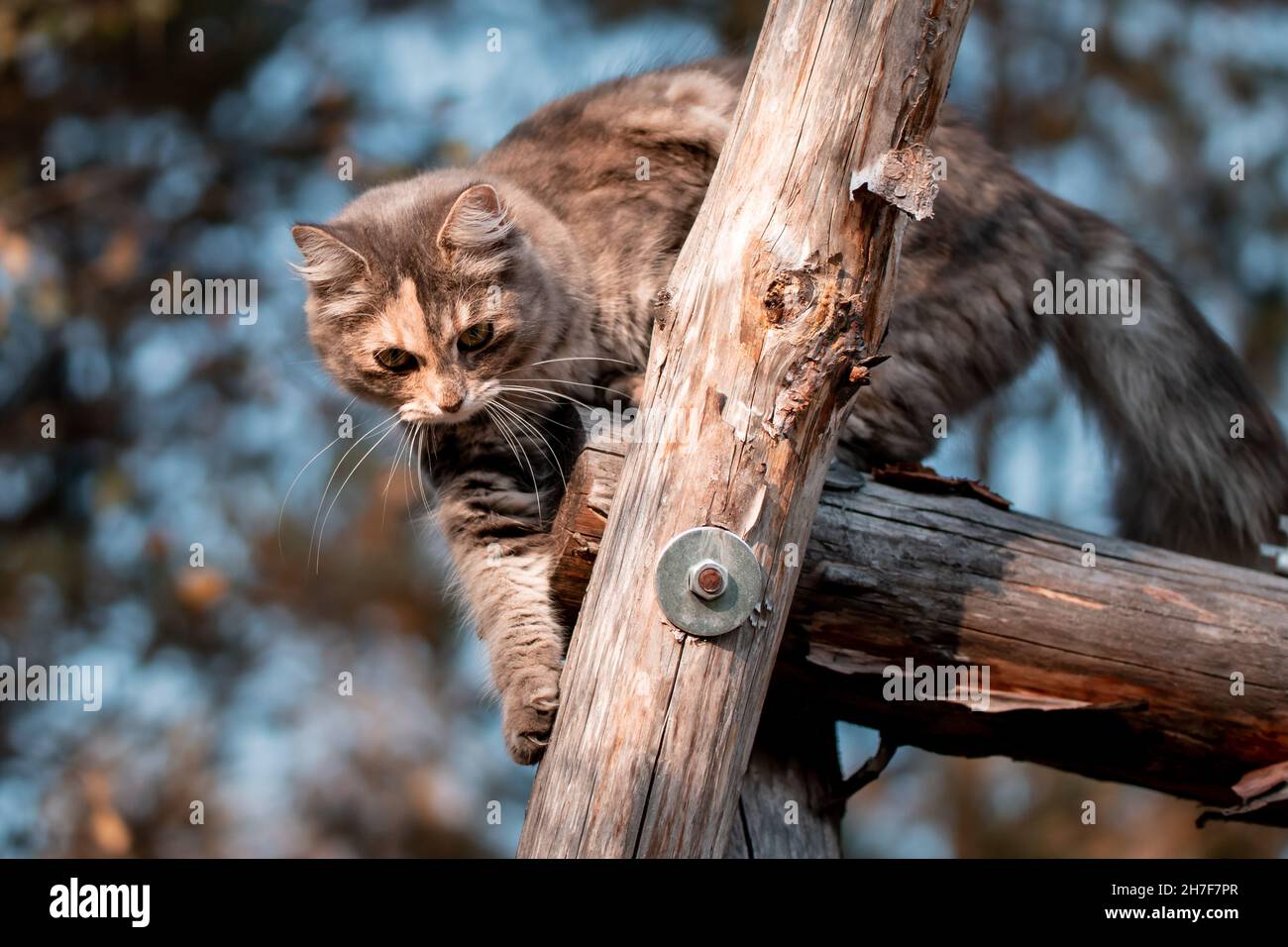 Cute gray cat on a walk climbs on a wooden structure Stock Photo - Alamy