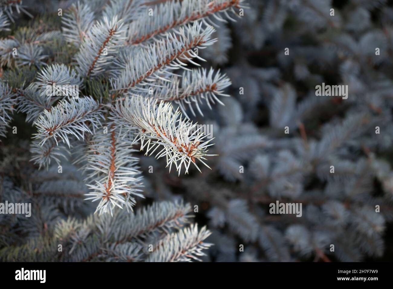 Branch of blue spruce close up, selective focus Stock Photo