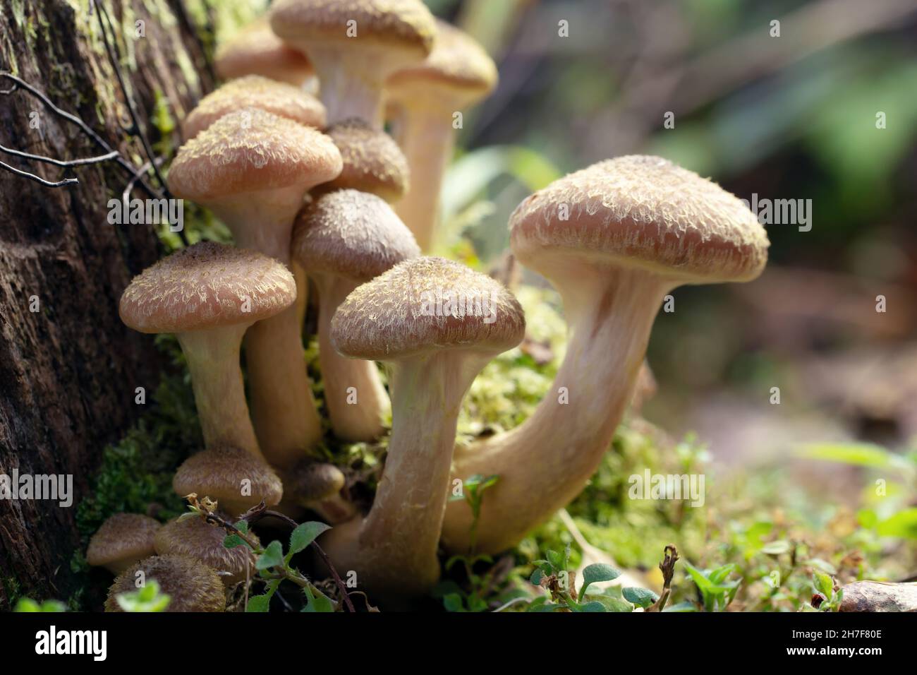 Family of honey agarics on a mossy stump in the autumn forest Stock Photo