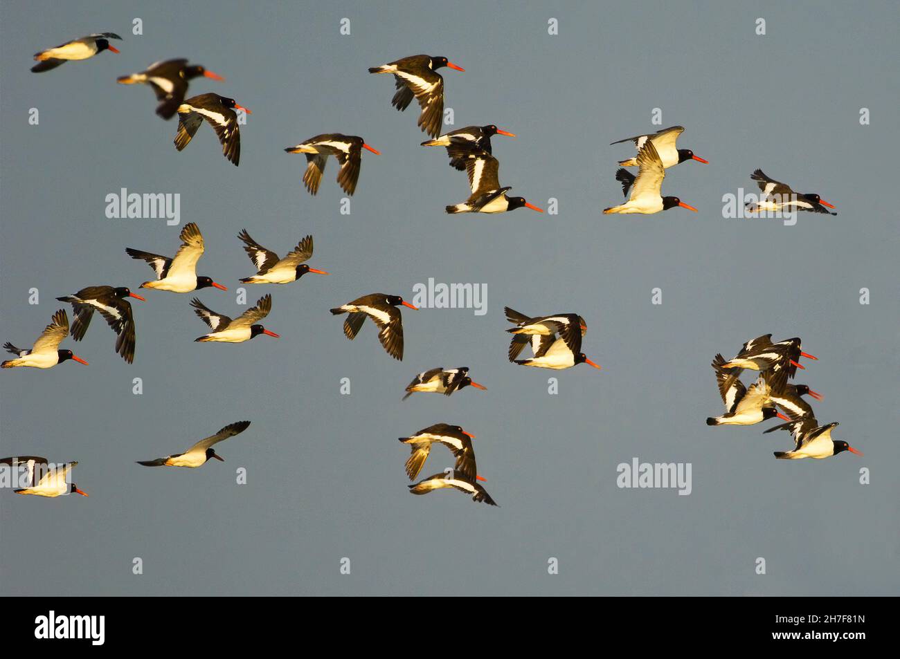 Flock of American oystercatchers in flight Stock Photo