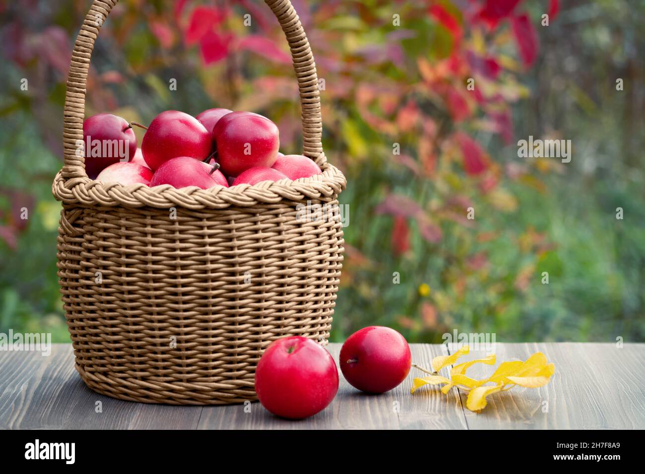 Organic ripe red apples in a wicker basket on a garden table. Stock Photo