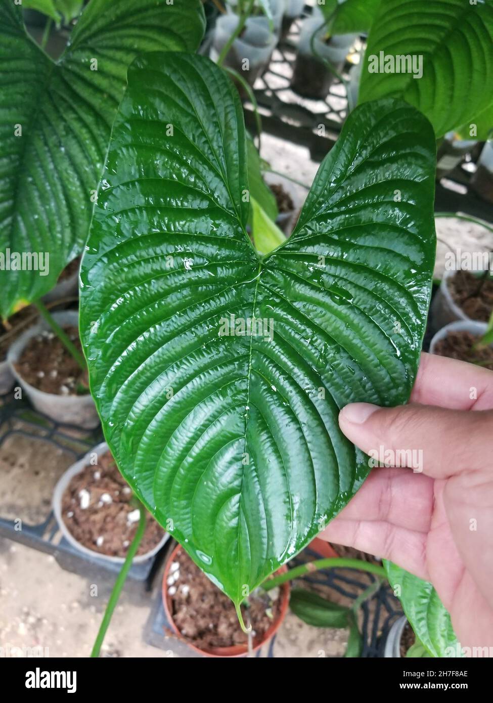 A shiny oval leaf shape of Philodendron Furcatum Stock Photo - Alamy
