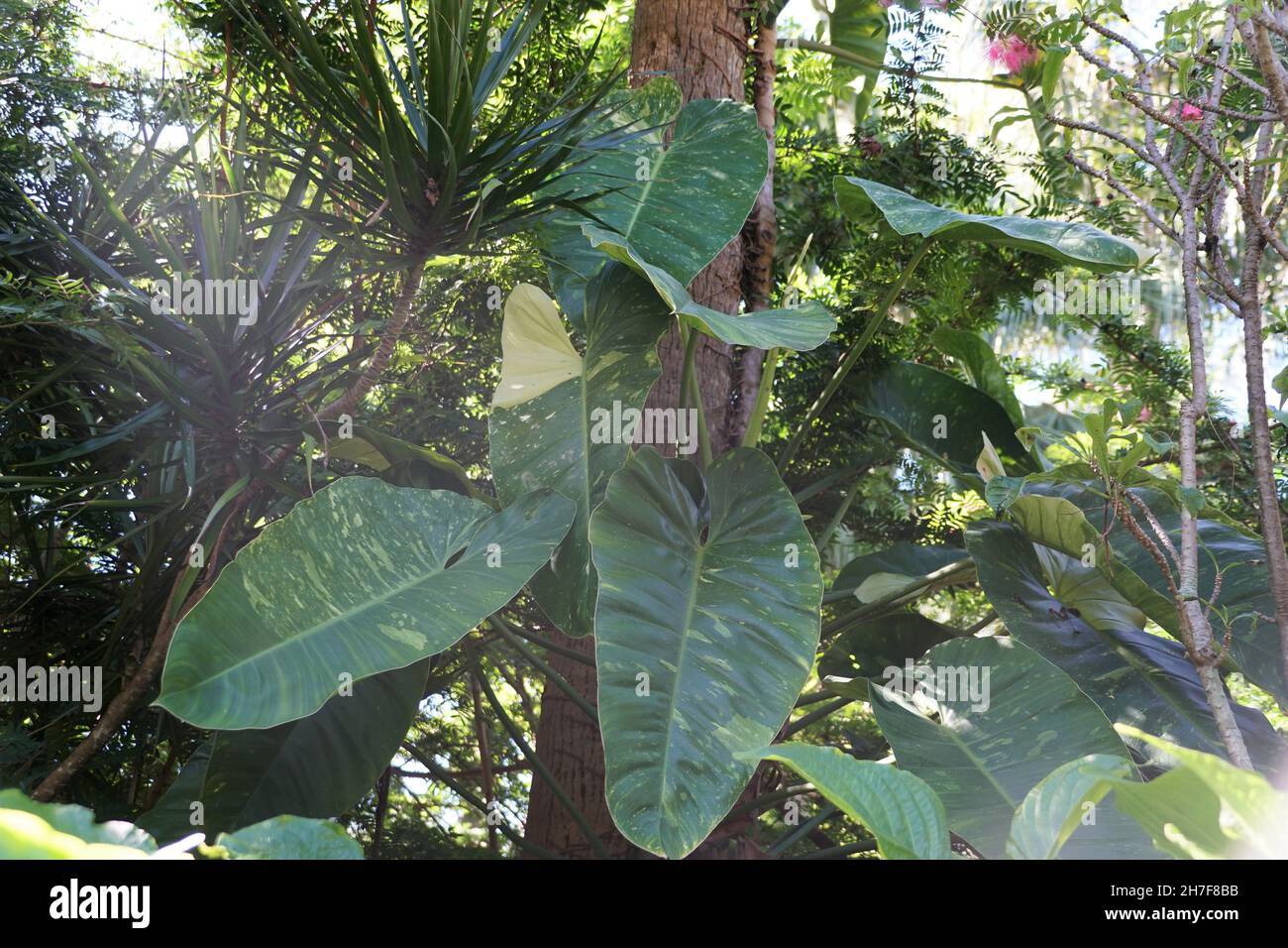 Beautiful variegated leaves of Philodendron Jose Buono, a climbing tropical  plant Stock Photo - Alamy