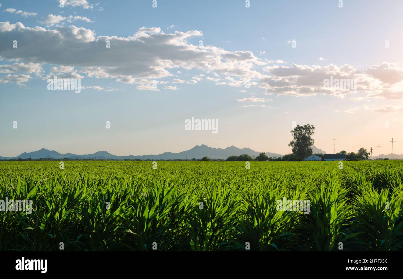 Green corn field in Tucson Arizona daytime image.  Stock Photo